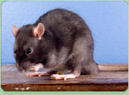 rat control Wigan