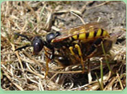 wasp control Wigan